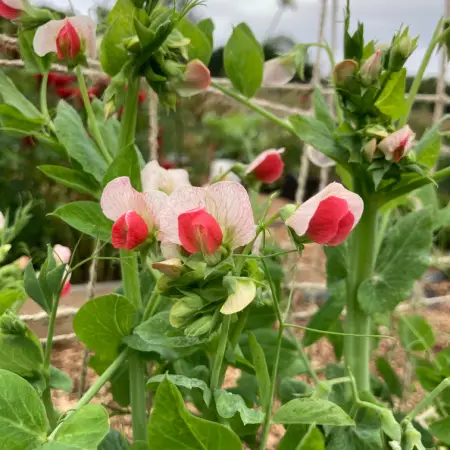 regular harvesting of peas and beans in the vegetable garden in July