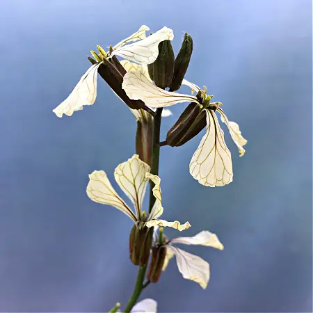 Arugula flowers at Byther Farm