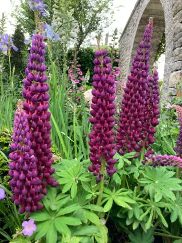 Vertical Accent Plants