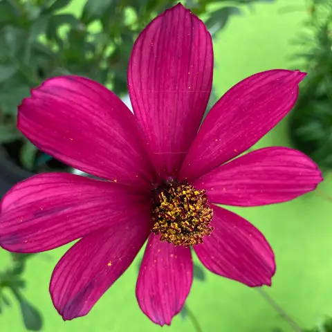 Cherry pink cosmos flower with maroon and gold centre on a lime green background