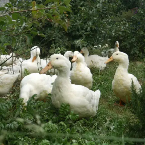 White ducks in a garden to illustrate using ducks for slug control