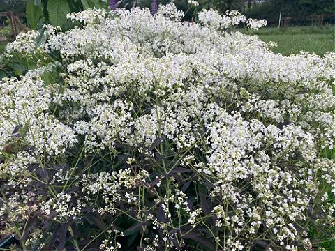 Masses of tiny white flowers above purple and green leaves of perennial herbs Garlic Cress.