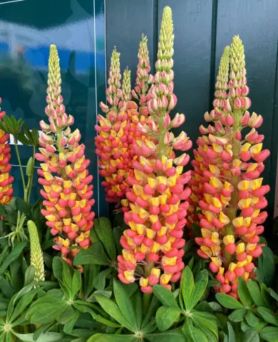 Orange and yellow spires of lupin flowers and some mid green leaves against a dark green background seen at Gardeners World Live