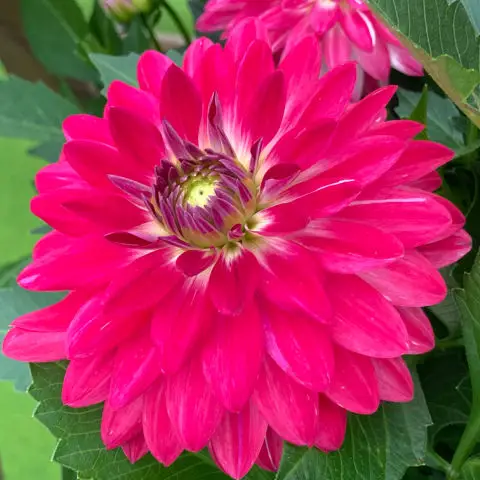 Bright cherry pink dahlia flower with leaves in the background.