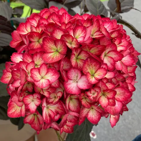 Cherry edged petals on hydrangea flower head at Gardeners World Live 2024