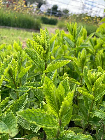 Mint growing in the ground with other flower beds in the background