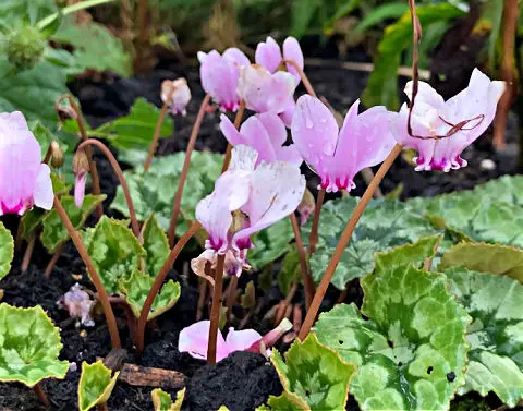 Groundcover plants with spring flowers