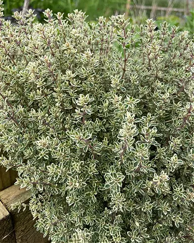 Variegated thyme plants are useful groundcover herbs