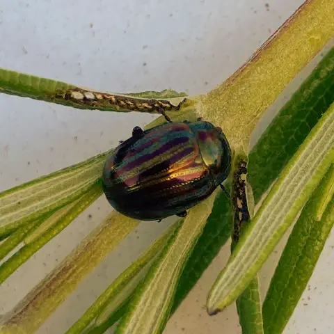 shiny, striped rosemary beetle which can damage rosemary plants