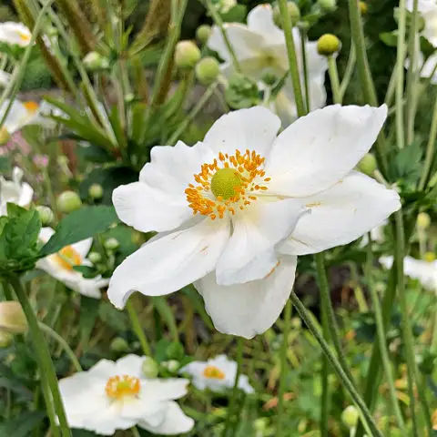 Use Japanese Anemone to create a white garden with autumn flowers.