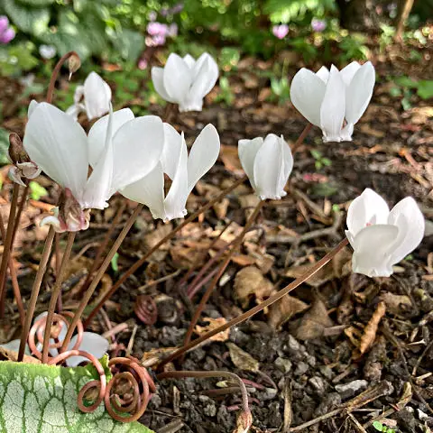 Cyclamen produce small white flowers for an autumn garden