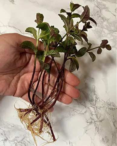 Perennial herb mint stems are held in palm of hand, showing how to propagate from cuttings. Background is grey and white marbled surface.