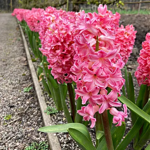 Flowers for fragrance in spring