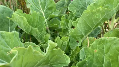 Asturian tree cabbage is a good winter vegetable