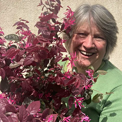 Great Plants with Pink Leaves