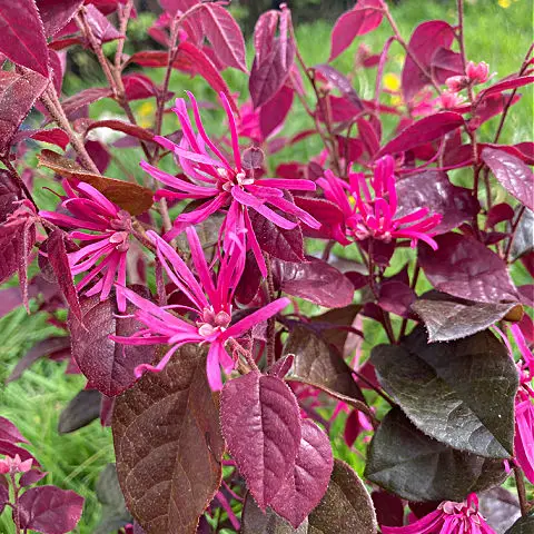 Vivid pink flowers of Chinese witch hazel plant with deep pink and purple leaves