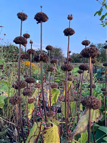 Seed Heads for Winter Interest