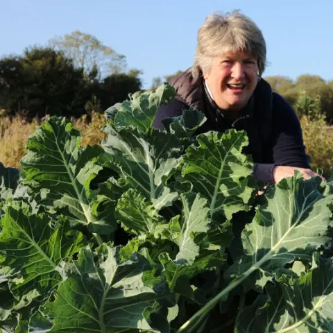 Vegetables to Grow and Harvest in Winter