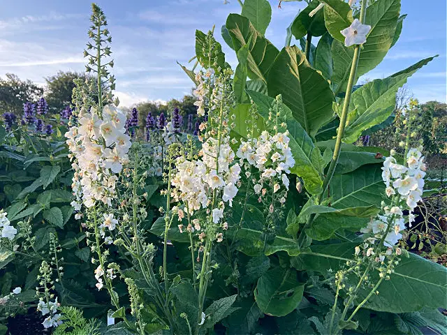 White garden, autumn flowers