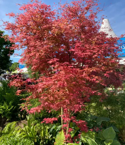 Acer palmatum Deshojo has pink leaves and is often grown as a bonsai plant