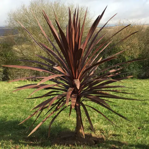 Pink tones on the leaves of Cordyline Red Star plant