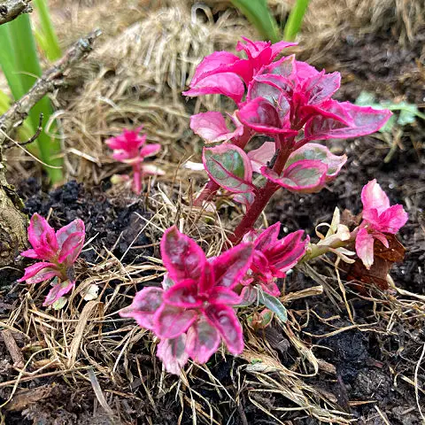 Pink leaves of new growth on Fuchsia Tom West