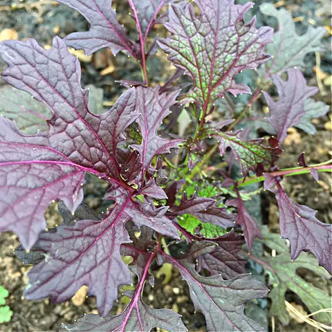 Mustard Ruby Streaks has a pink purple rib on the leaves