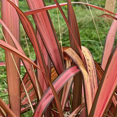 Pink and bronze strap like leaves of Phormium Evening Glow