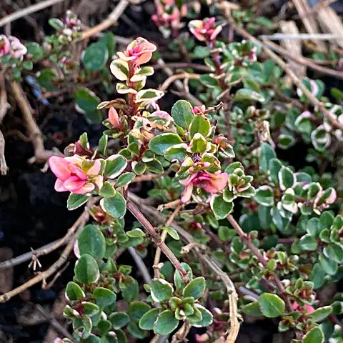 Thymus pulegioides Foxley plant with pink leaves of the new growth