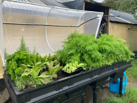 Large Vegepod raised bed with canopy raised and vegetables and herb growing in the compost for a review for UK use of this growing system.