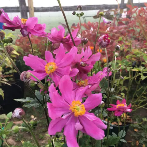 Japanese anemone flowers are one of the best for autumn colour