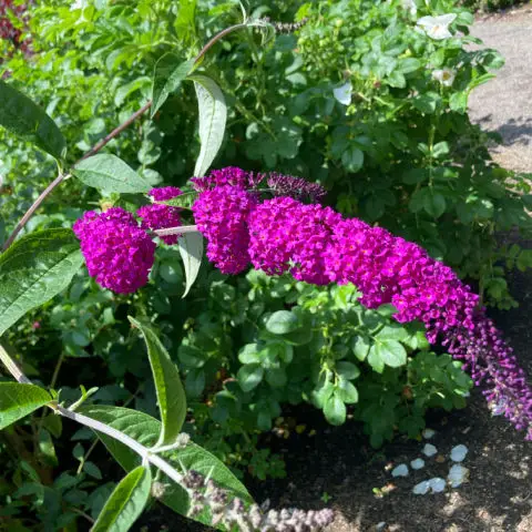 Buddleia are very easy shrubs for August flowers