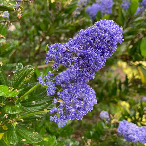 Easy shrubs for August flowers