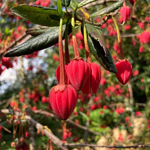 Crinodendron are shrubs for August flowers