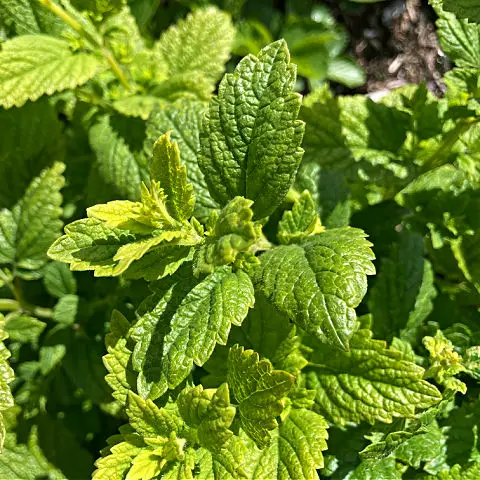 Lemon balm produces small white flowers with scented leaves