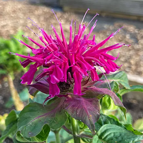 Flowers with scented leaves