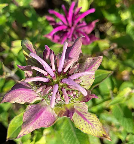 Monarda or beebalm has colourful flowers with scented leaves