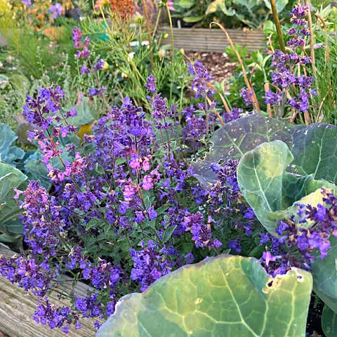 Purple flowers with scented leaves of Nepeta plant