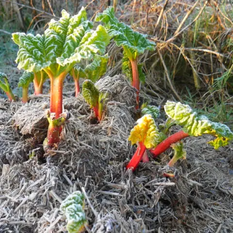 Vegetable Garden in January