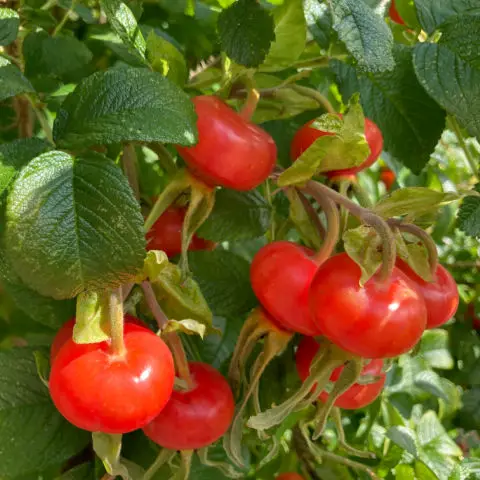 Rosa rugosa flowers turn into the best rose hips for autumn colour