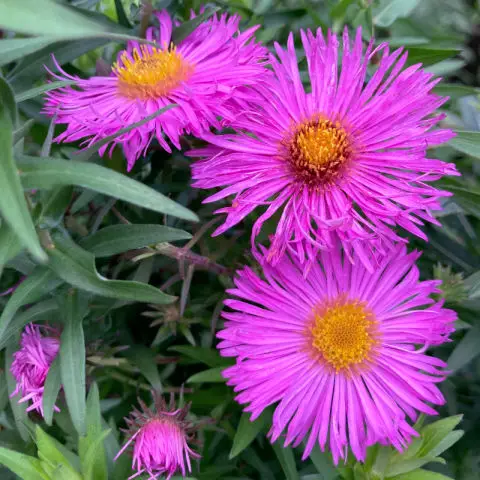 Asters are one of the best flowers for autumn colour