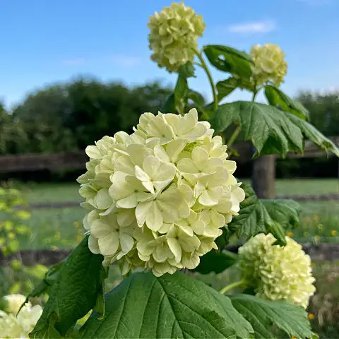 Best shrubs for spring flowers