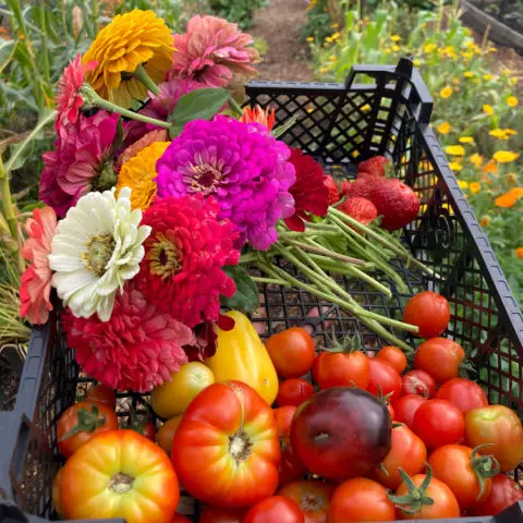 Zinnias offer one of the best ranges of colour for autumn flowers