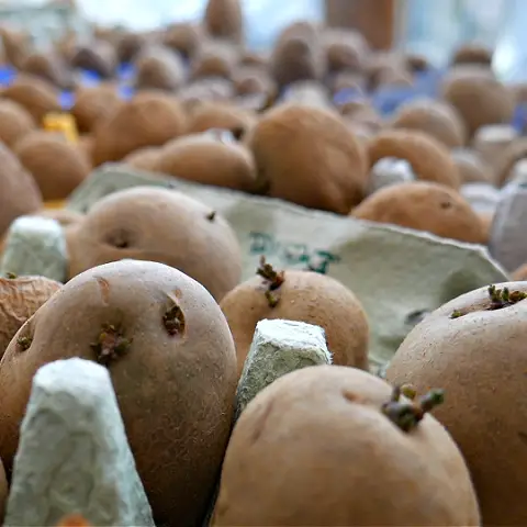 Prepare potatoes for planting by chitting