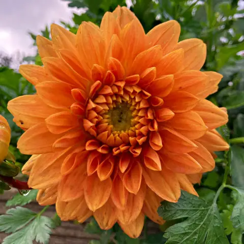 Dahlias are one of the best flowers for autumn colour