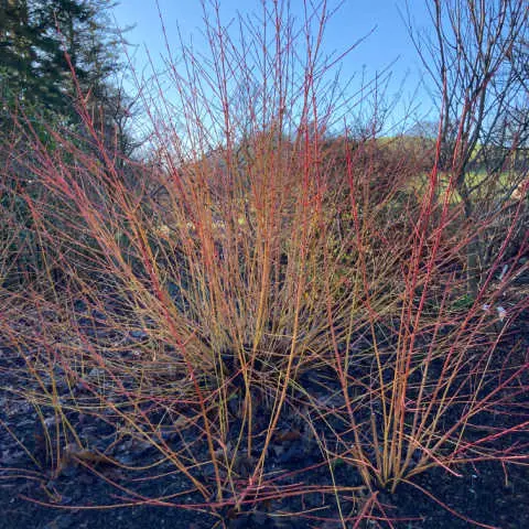 Bright stems for winter colour