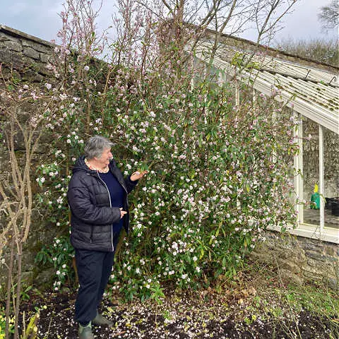 Daphne is one of the best flowering shrubs for winter fragrance.