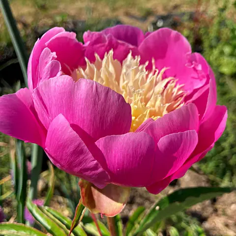 Showstopper flowers in early summer