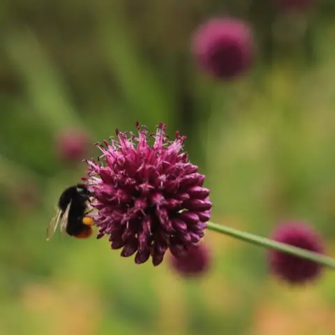 Bulbs for summer and autumn