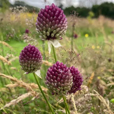 bulbs for summer and autumn include allium sphaerocephalon